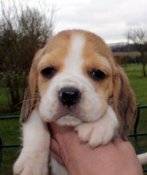 Des Chasseurs Du Temps - Beagle - Portée née le 07/12/2016