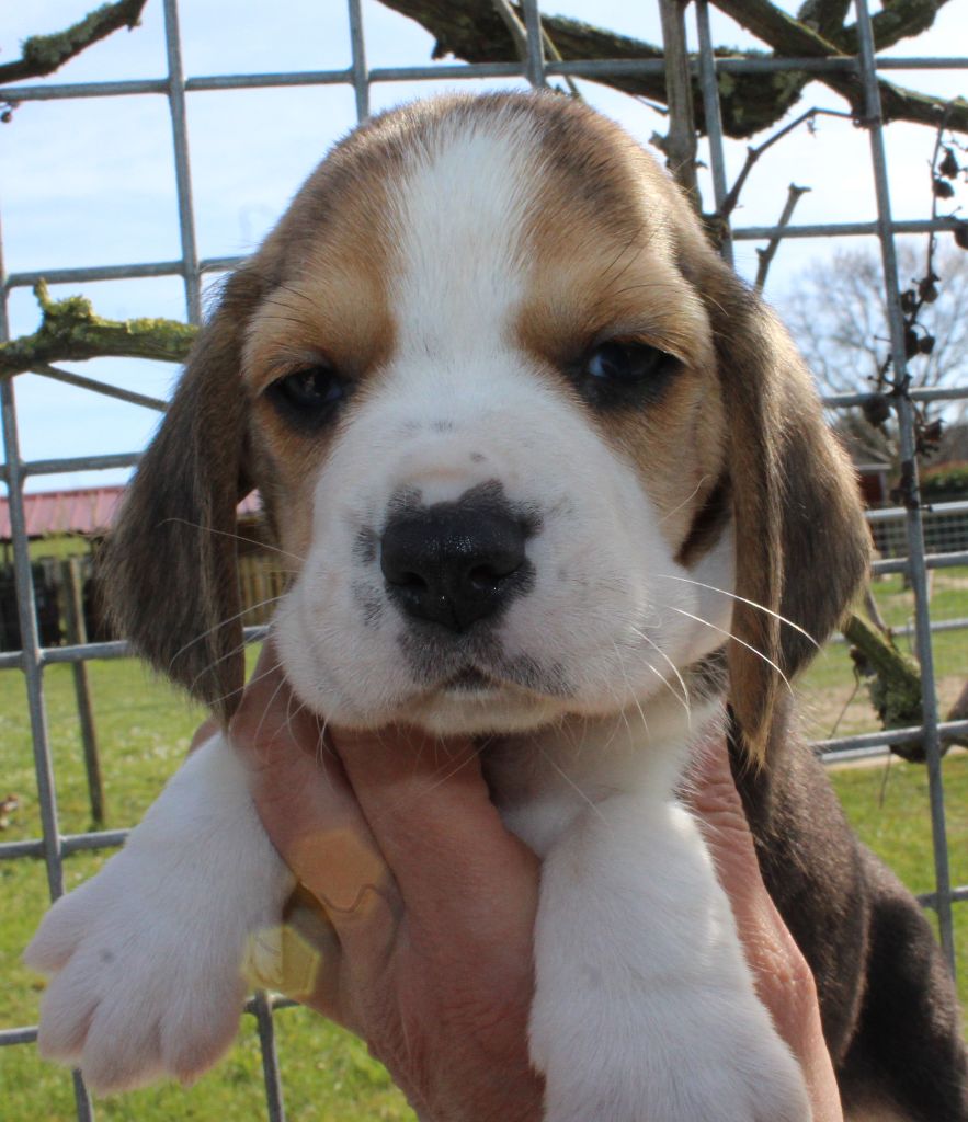 Des Chasseurs Du Temps - Beagle - Portée née le 19/02/2021