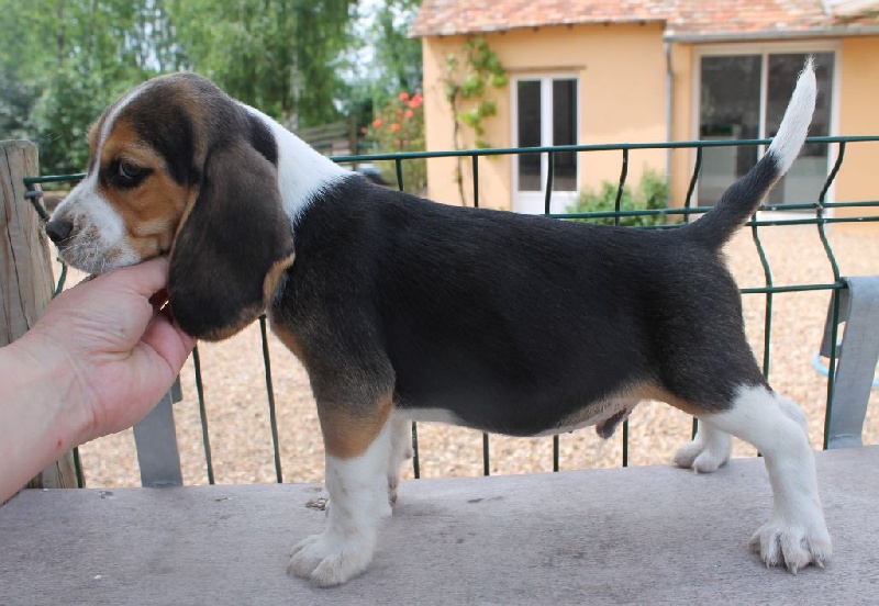 Des Chasseurs Du Temps - Beagle - Portée née le 17/04/2016