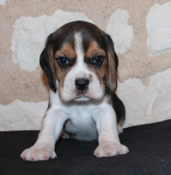 Des Chasseurs Du Temps - Beagle - Portée née le 13/01/2016