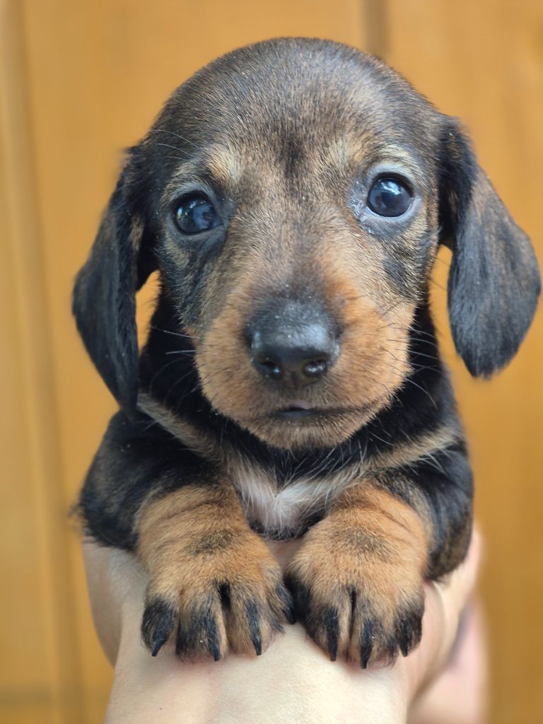 Des Chasseurs Du Temps - Teckel poil dur - Portée née le 14/08/2025