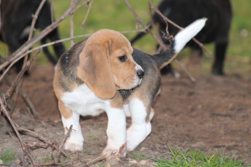 Des Chasseurs Du Temps - Beagle - Portée née le 15/01/2015