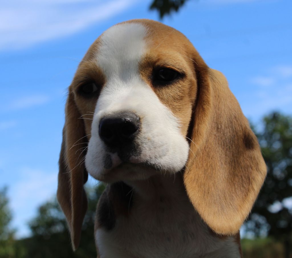 Des Chasseurs Du Temps - Beagle - Portée née le 06/06/2019
