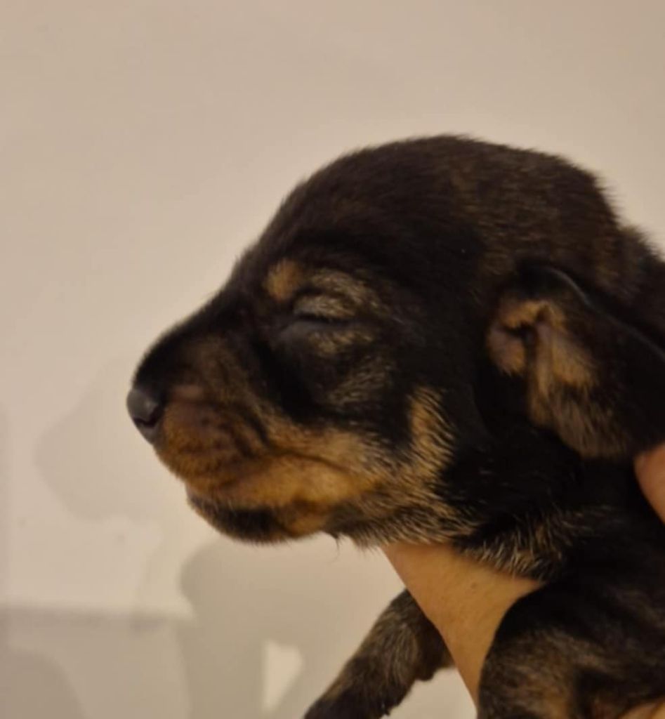 Des Chasseurs Du Temps - Chiots disponibles - Teckel poil dur