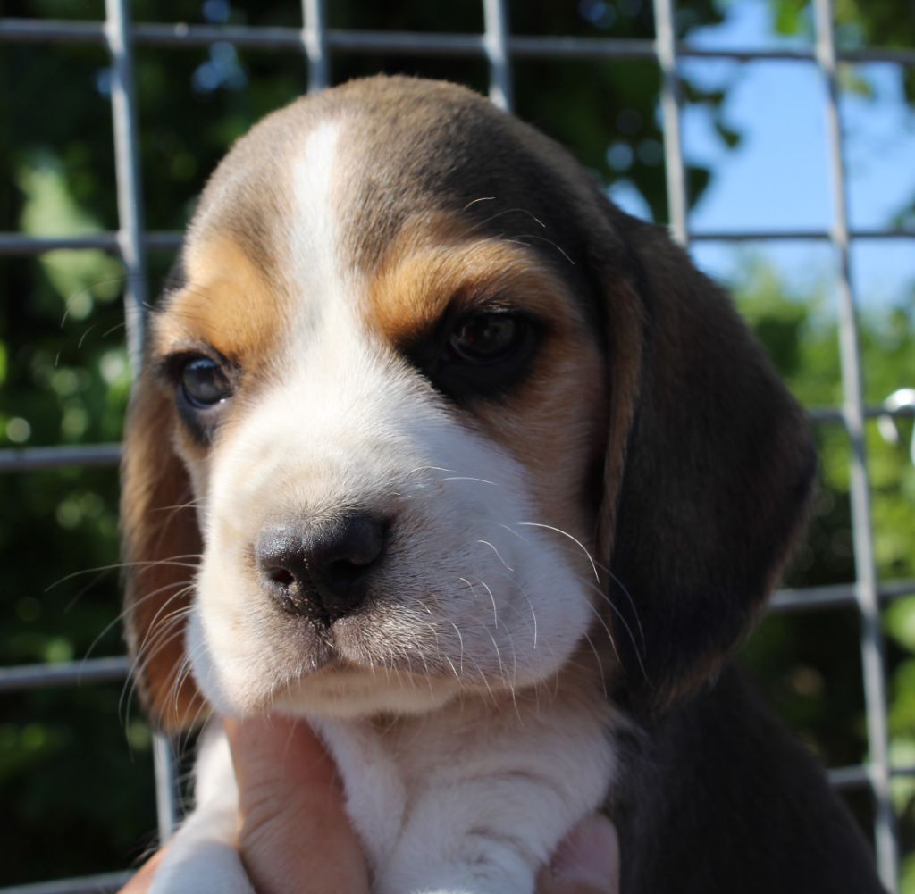 Des Chasseurs Du Temps - Beagle - Portée née le 04/06/2019