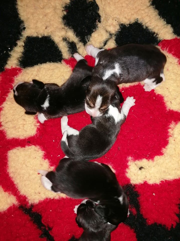 Des Chasseurs Du Temps - Beagle - Portée née le 12/02/2022