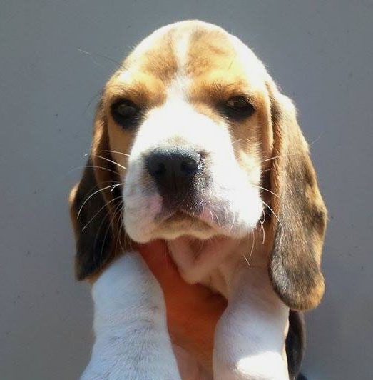 Des Chasseurs Du Temps - Beagle - Portée née le 12/05/2015