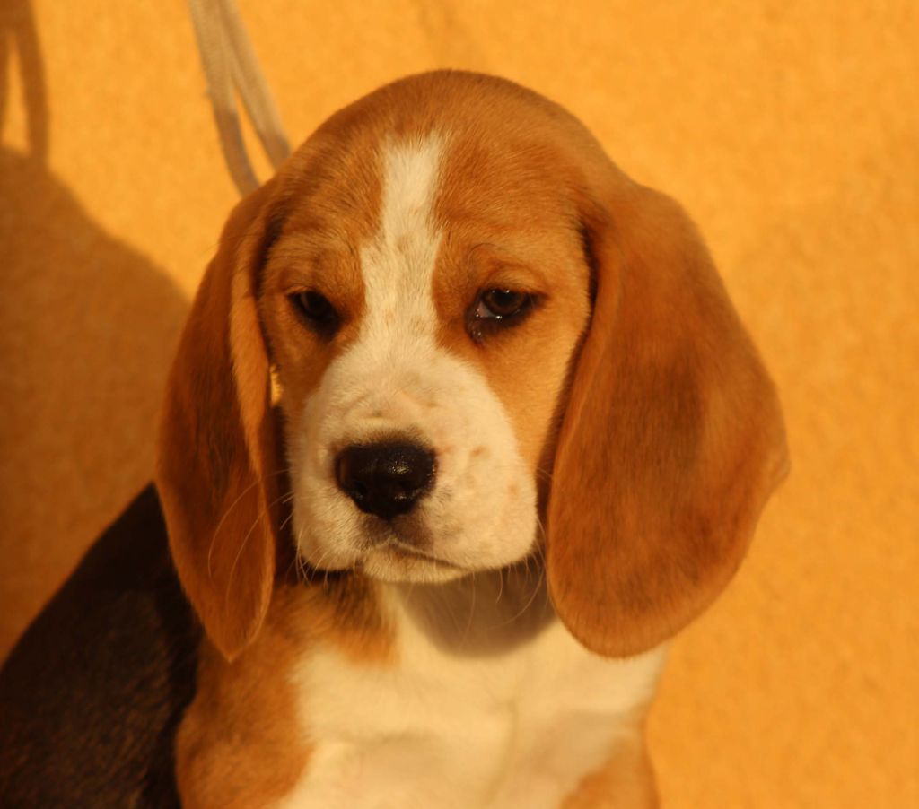 Des Chasseurs Du Temps - Beagle - Portée née le 26/09/2018
