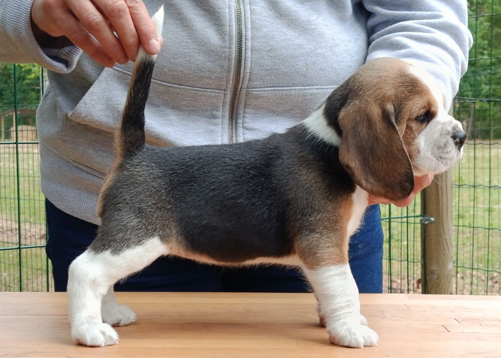 Des Chasseurs Du Temps - Chiots disponibles - Beagle