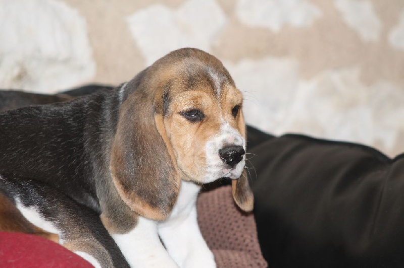 Des Chasseurs Du Temps - Beagle - Portée née le 01/07/2015