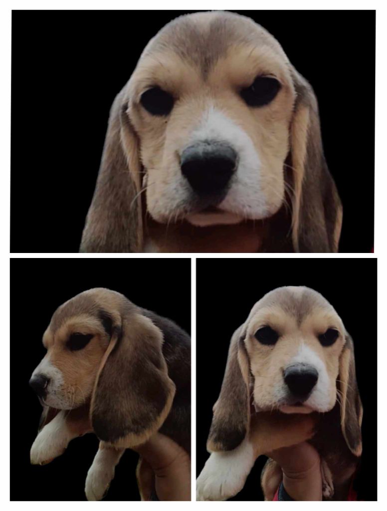 Des Chasseurs Du Temps - Beagle - Portée née le 02/09/2023