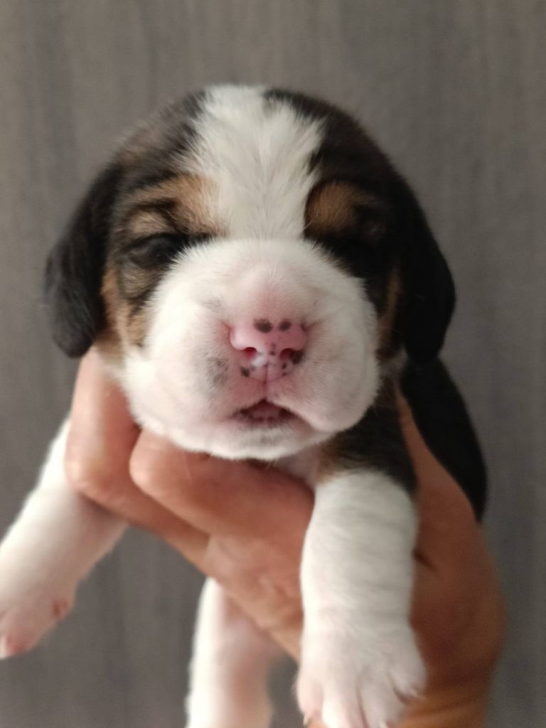 Des Chasseurs Du Temps - Chiots disponibles - Beagle