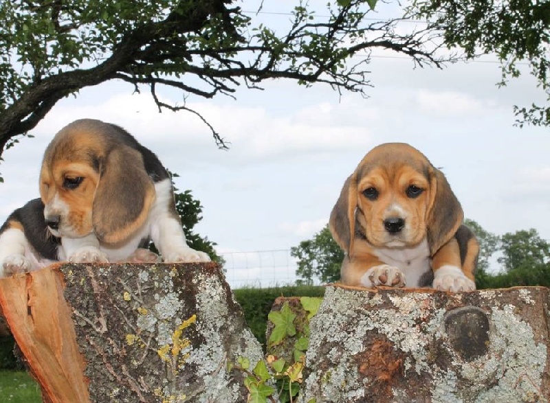 Des Chasseurs Du Temps - Beagle - Portée née le 13/04/2015
