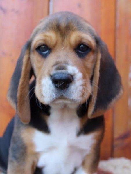 Des Chasseurs Du Temps - Beagle - Portée née le 18/07/2016