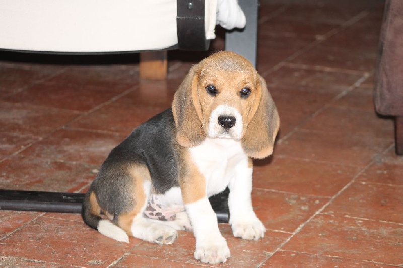Des Chasseurs Du Temps - Beagle - Portée née le 24/07/2015