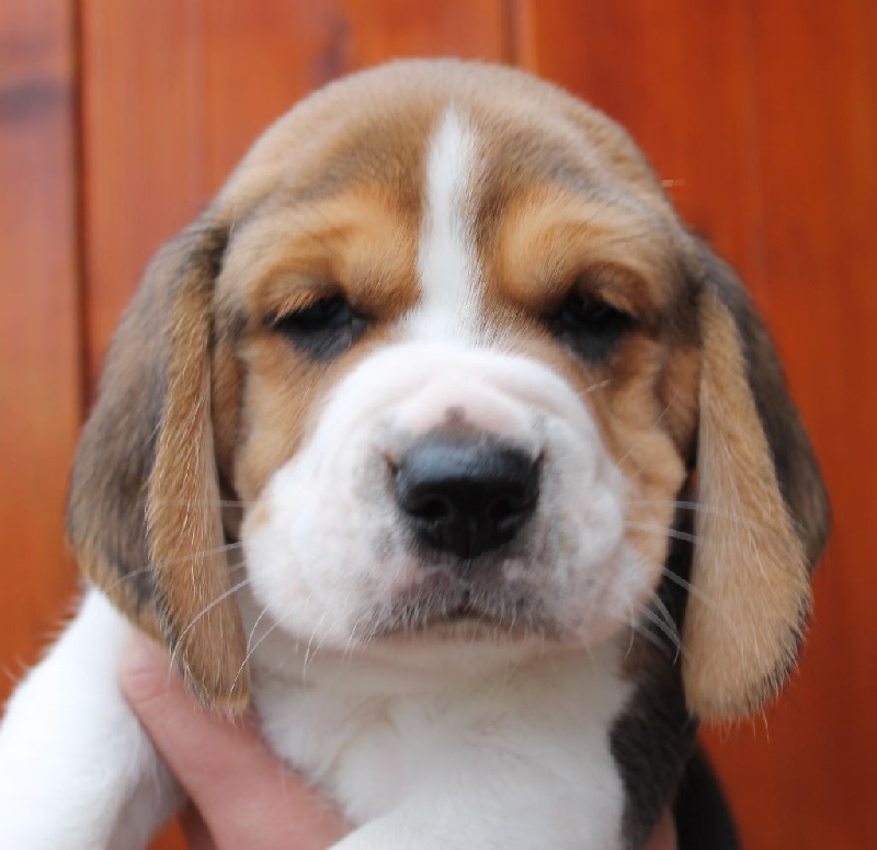 Des Chasseurs Du Temps - Beagle - Portée née le 26/03/2015