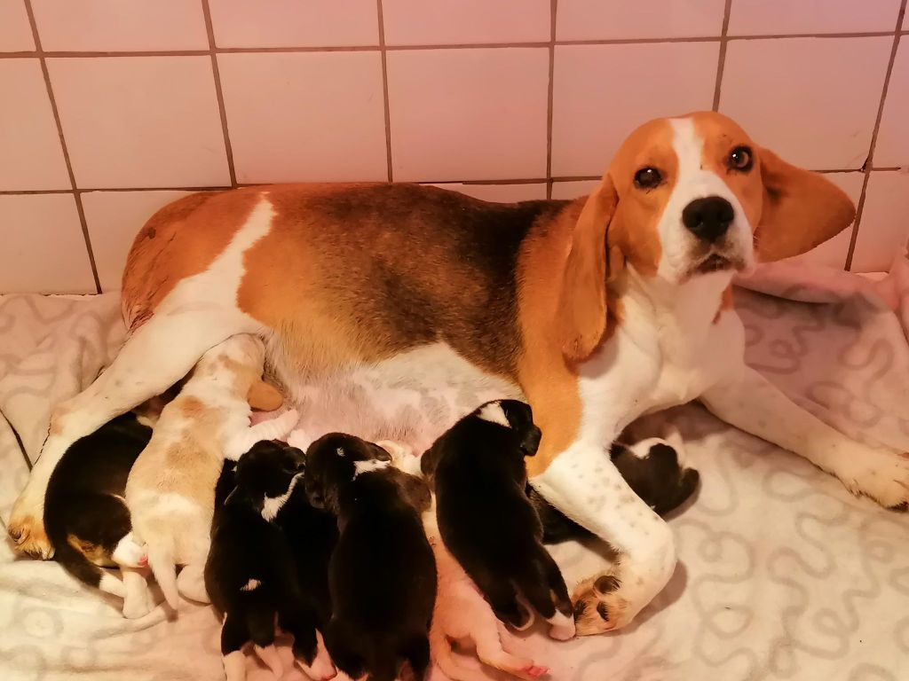 Des Chasseurs Du Temps - Beagle - Portée née le 31/05/2021