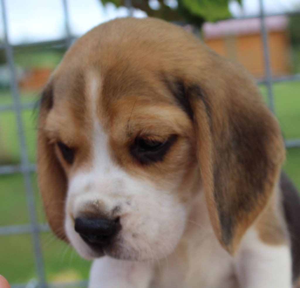 Des Chasseurs Du Temps - Beagle - Portée née le 22/07/2017