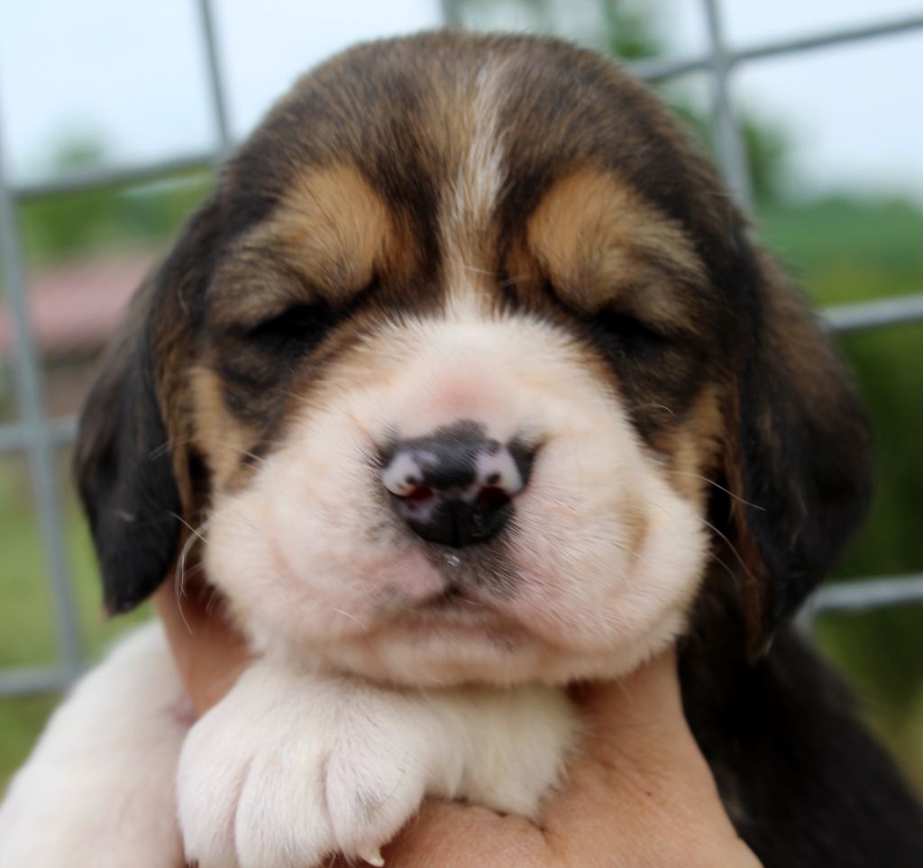 Des Chasseurs Du Temps - Beagle - Portée née le 03/04/2020