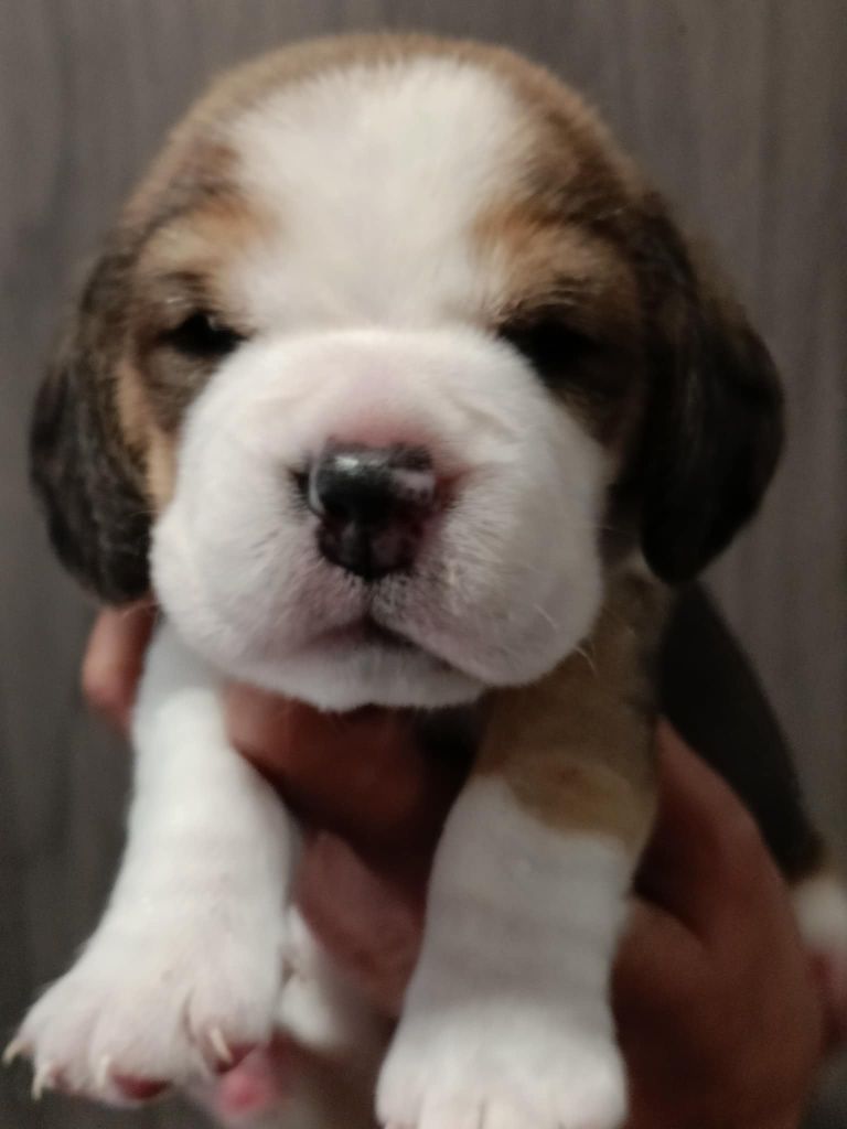 Des Chasseurs Du Temps - Chiots disponibles - Beagle
