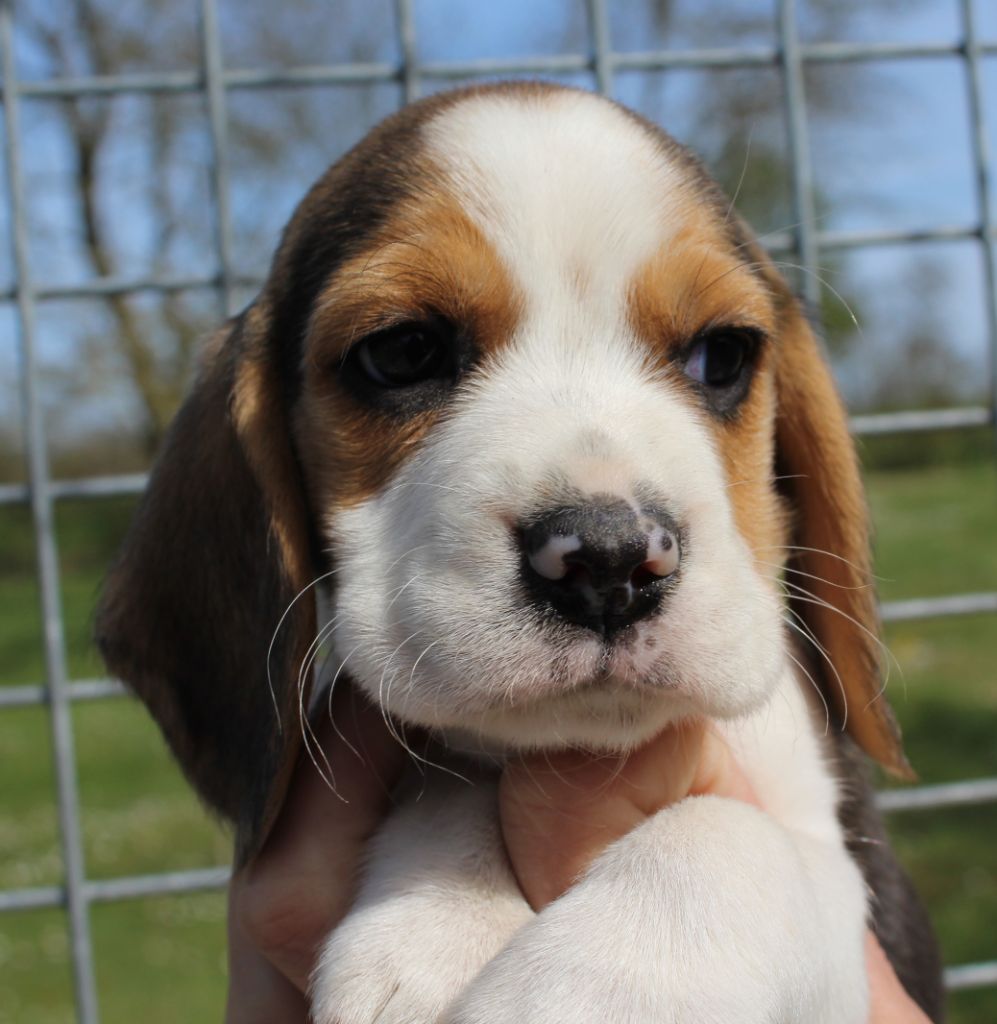 Des Chasseurs Du Temps - Beagle - Portée née le 16/02/2021