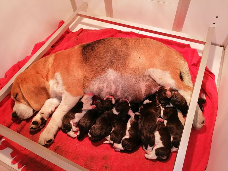 Des Chasseurs Du Temps - Beagle - Portée née le 25/06/2021