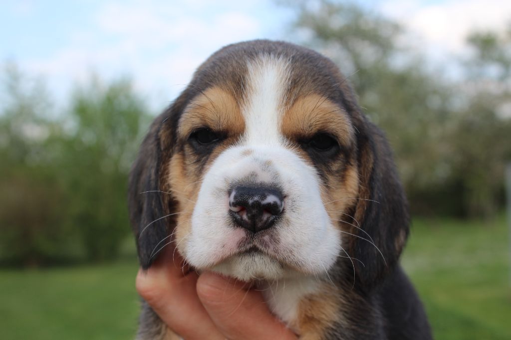 Des Chasseurs Du Temps - Beagle - Portée née le 16/03/2020