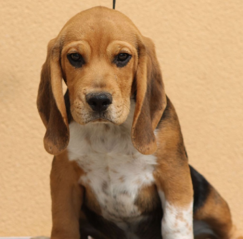 Des Chasseurs Du Temps - Beagle - Portée née le 30/04/2014