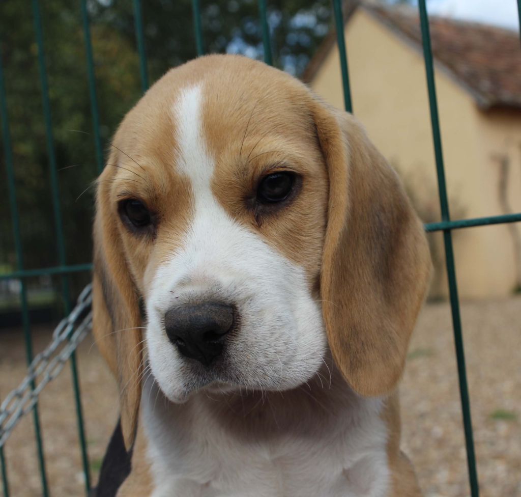 Des Chasseurs Du Temps - Beagle - Portée née le 11/08/2018