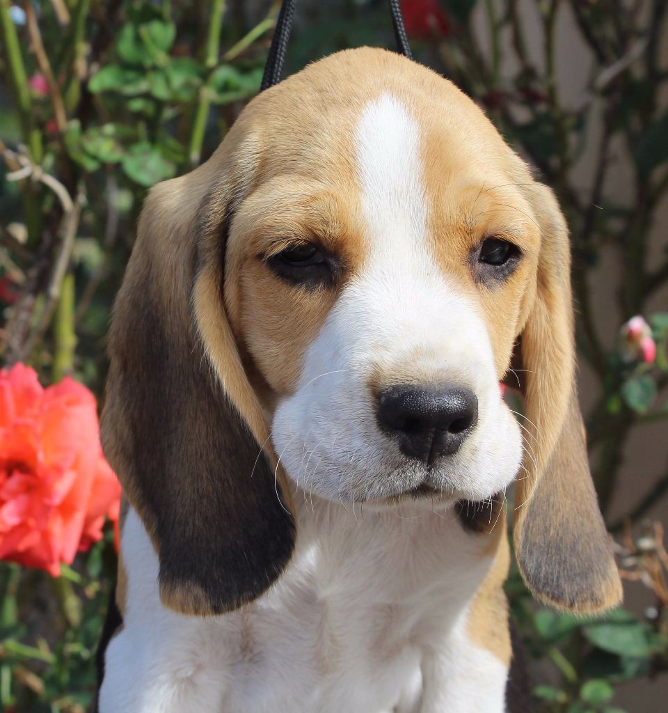 Des Chasseurs Du Temps - Beagle - Portée née le 15/05/2017