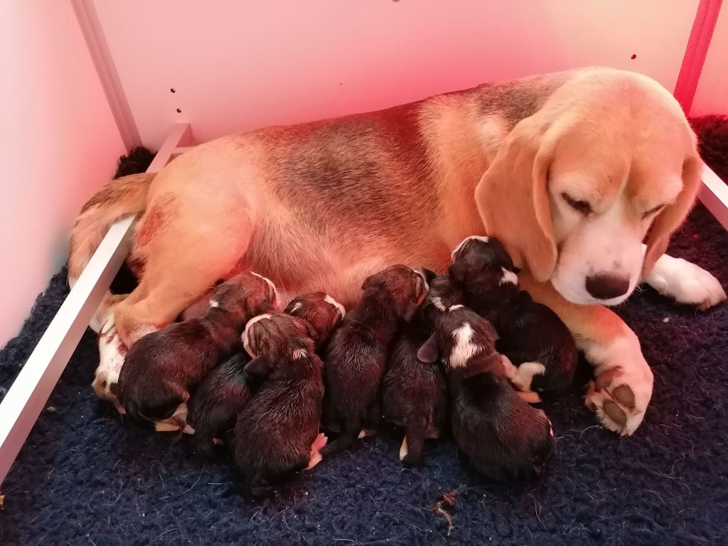 Des Chasseurs Du Temps - Beagle - Portée née le 05/06/2021