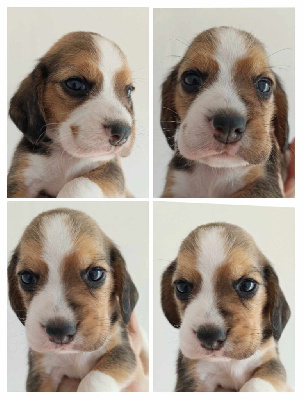 CHIOT