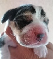CHIOT