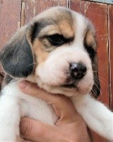 CHIOT