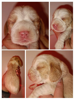 CHIOT