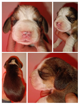 CHIOT