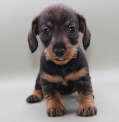 CHIOT 4