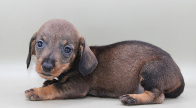 CHIOT 3