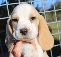 Odin
