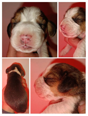 CHIOT