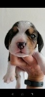 CHIOT