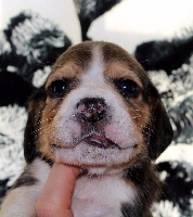 CHIOT
