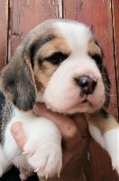 CHIOT