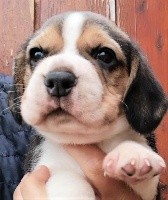 CHIOT
