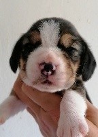 CHIOT