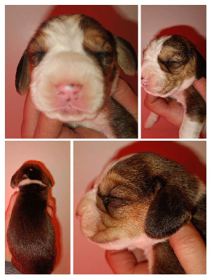 CHIOT