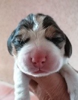 CHIOT