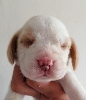 CHIOT