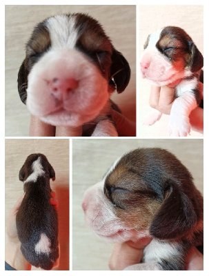 CHIOT
