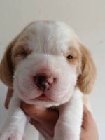 CHIOT